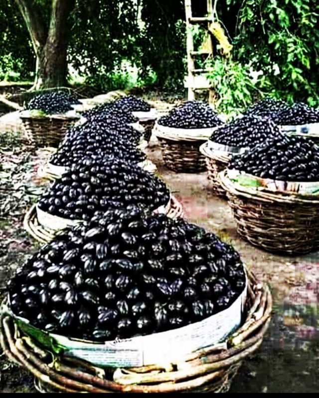Jamun Honey Jamun Melomel Jamun Fruit