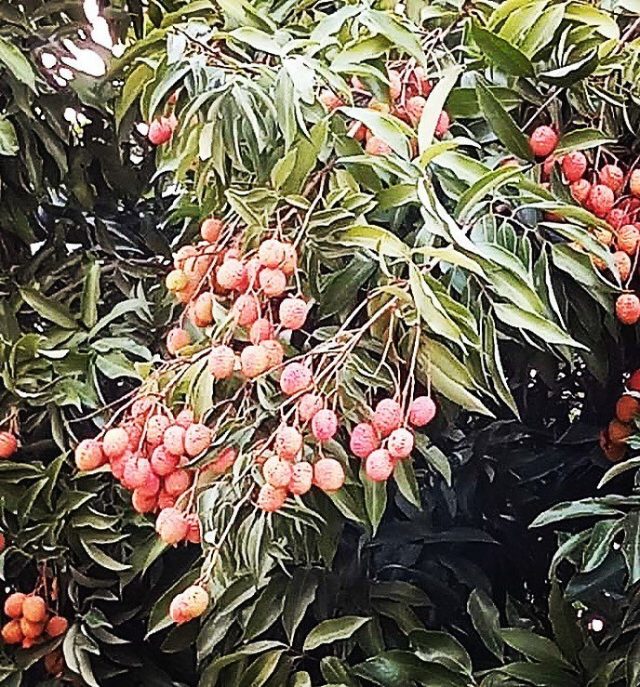 Lychee Honey Lychee fruit Pomegranate Melomel